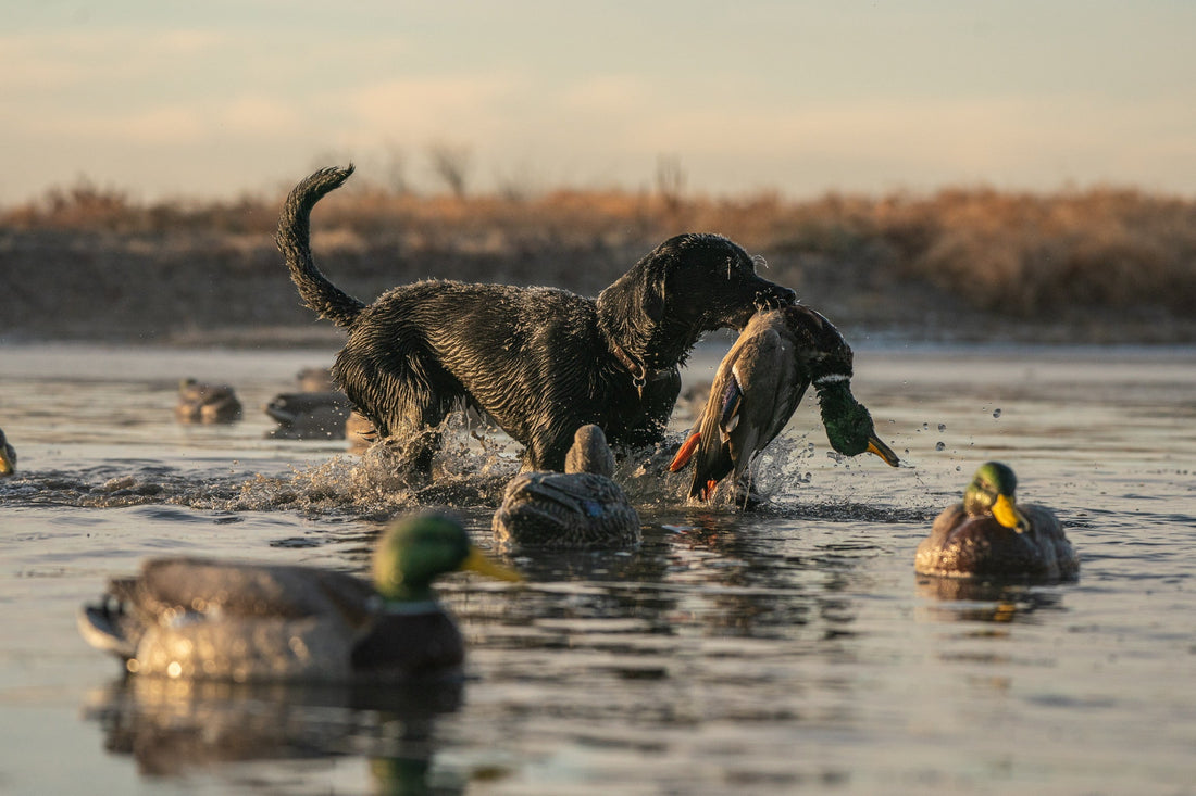 Dakota Dog Company, Working dog hunting, retrieving a duck, symbolizing strength and recovery