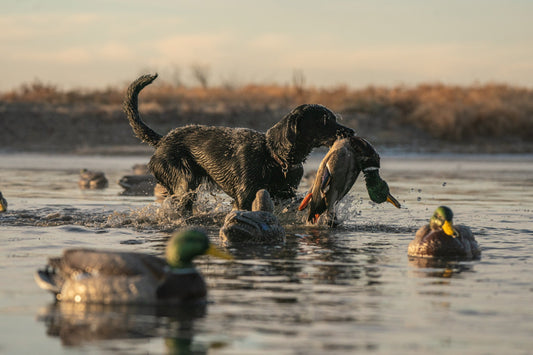 Dakota Dog Company, Working dog hunting, retrieving a duck, symbolizing strength and recovery