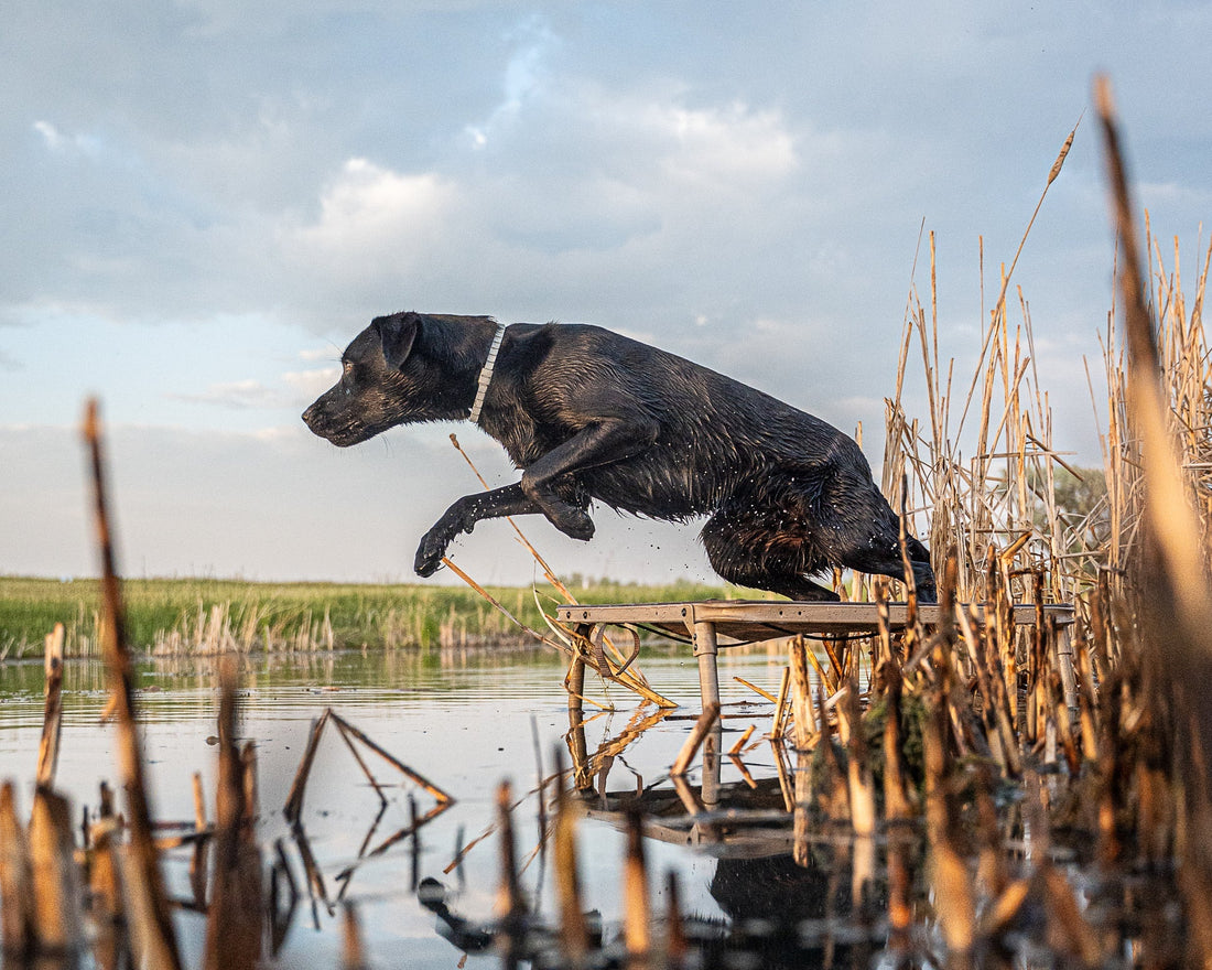 Dakota Dog Company hunting dog jumping into the water