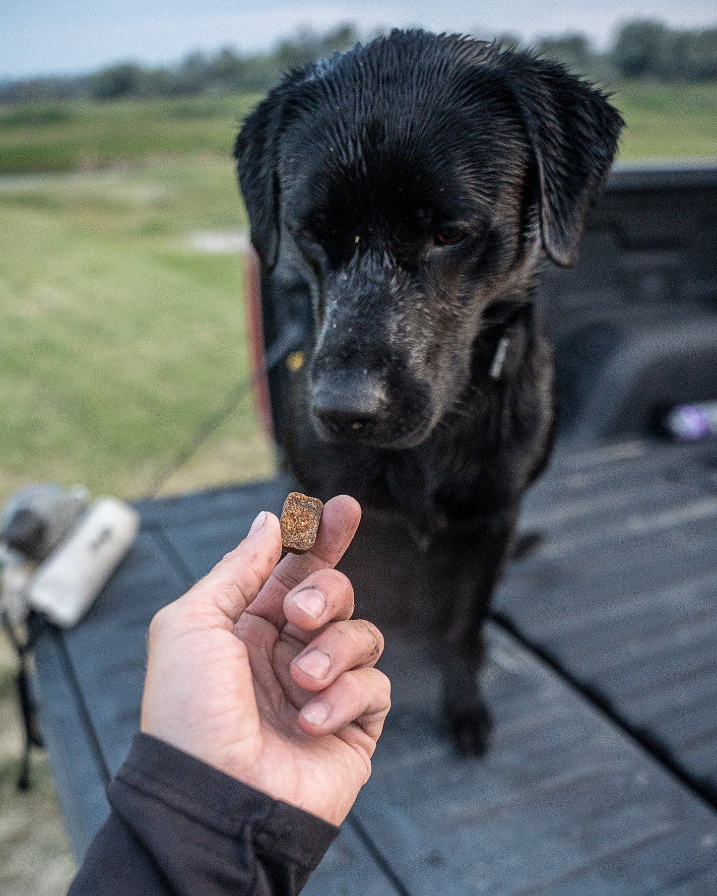'Mobilize' Advanced Joint Supplement for Dogs