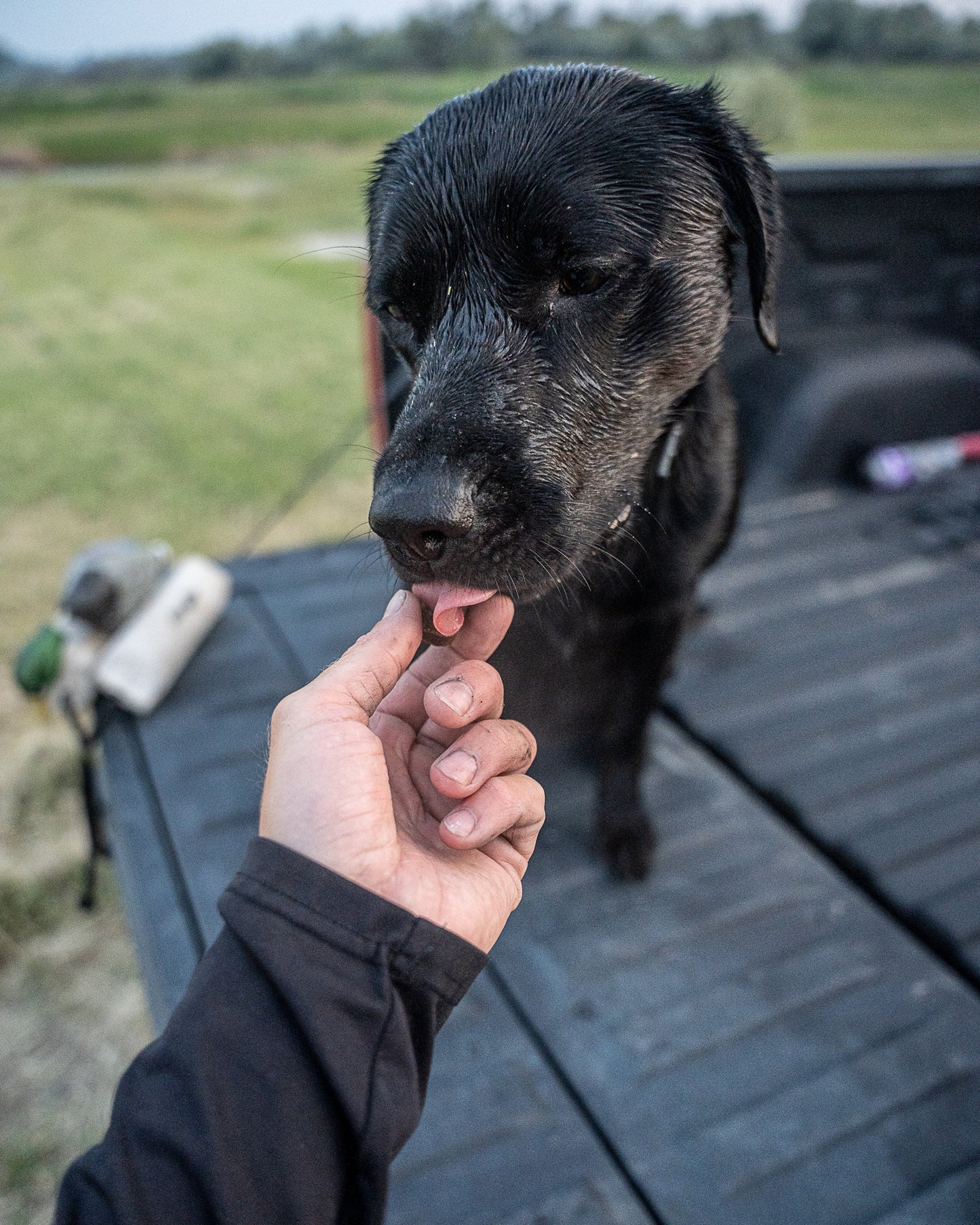 'Mobilize' Advanced Joint Supplement for Dogs