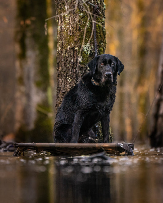 Dakota Dog Co. older lab sitting on a platform in the marsh