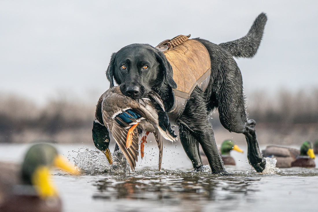 Working Dogs Deserve Working Supplements