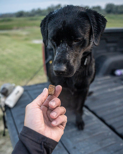 'Mobilize' Advanced Joint Supplement for Dogs